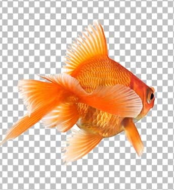 وکتور ماهی قرمز نوروز
