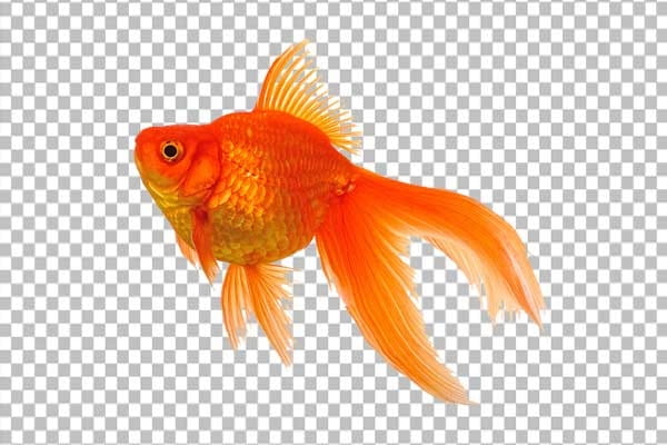دانلود ماهی قرمز نوروز